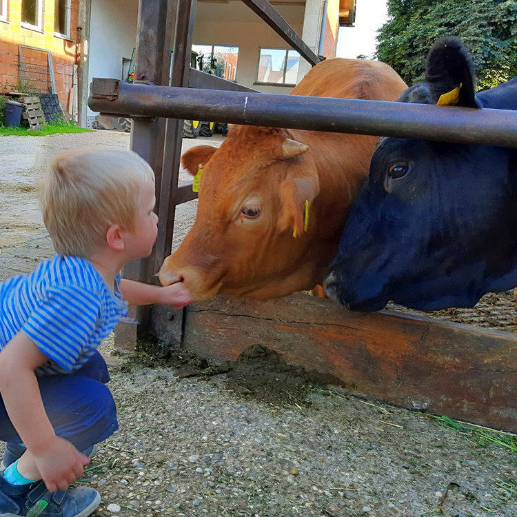 Junge auf Bauernhof Kühe